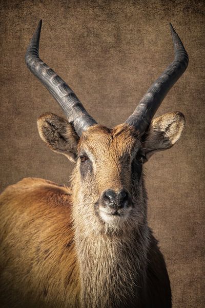 Antelope portrait by Marjolein van Middelkoop