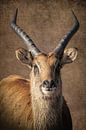 Antilope portret van Marjolein van Middelkoop thumbnail