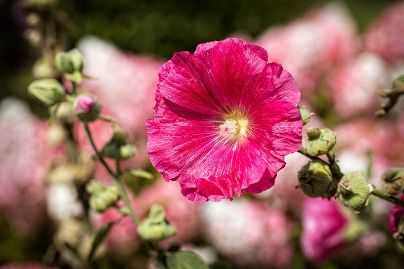 Hollyhock by Rob Boon