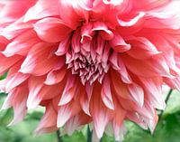 Dahlia, grootbloemig met witte punten