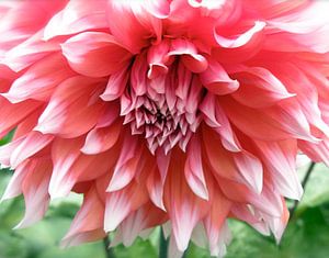 Dahlia, grootbloemig met witte punten