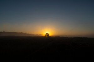Die Drentse Heide bei Sonnenaufgang