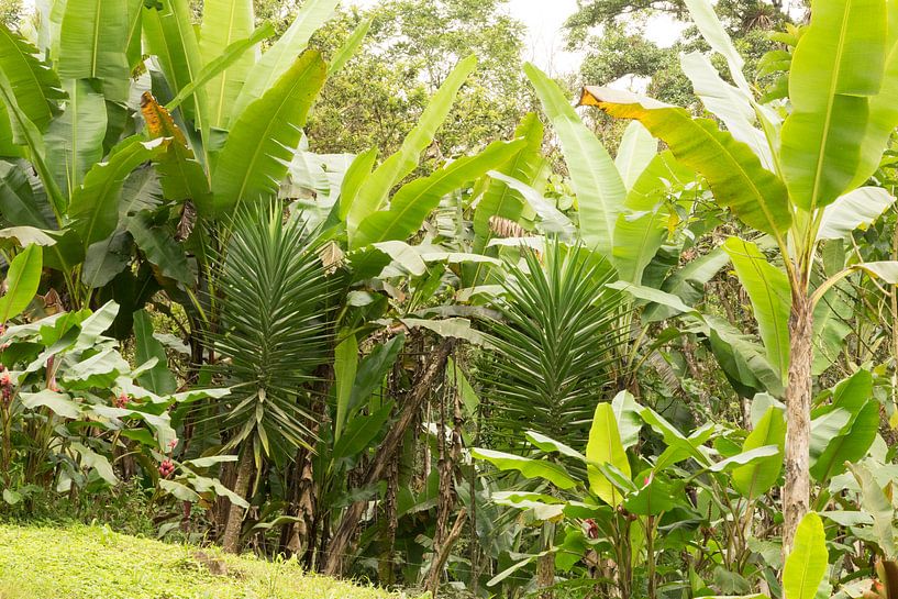forêt tropicale Equateur #3 par Hanneke Bantje