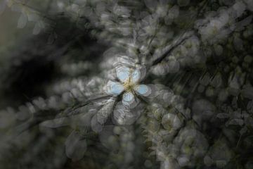 Blüte zentral. von Josine Claasen