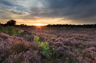 Flowering heather by Ron ter Burg thumbnail