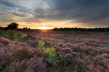 Flowering heather by Ron ter Burg