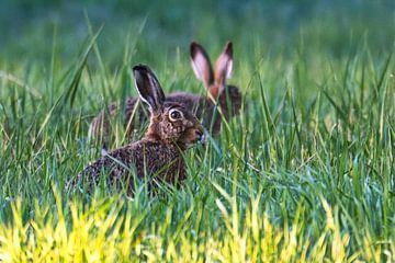 Bruine hazen in de ochtendzon