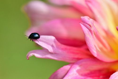 ce petit scarabée sur une fleur jaune rosé