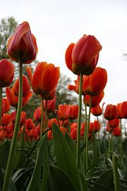 The stately Dutch tulip