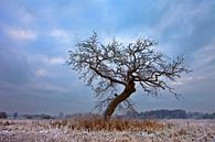 Winter, Nederland van Peter Bolman thumbnail