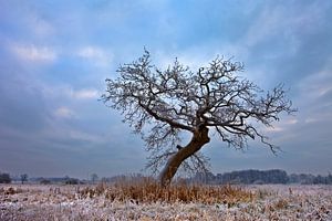 Winter, Niederlande von Peter Bolman