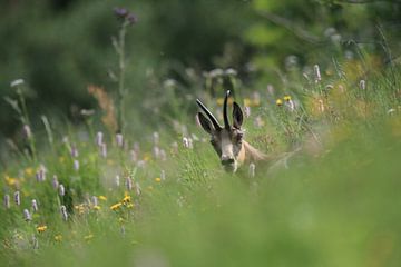 Gemzen (Rupicapra rupicapra) Vogezen, Frankrijk van Frank Fichtmüller