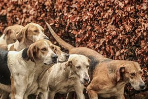 Foxhounds on the move 2 van Wybrich Warns