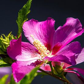 Close-up van paars roze gekleurde hibiscus bloem van AdWF
