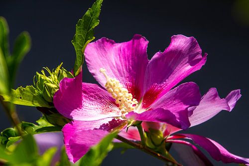 Close-up van paars roze gekleurde hibiscus bloem
