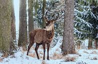 Männlicher Rothirsch im Winterwald von Ullrich Gnoth Miniaturansicht