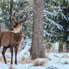 Mannelijk edelhert in het winterse bos van Ullrich Gnoth