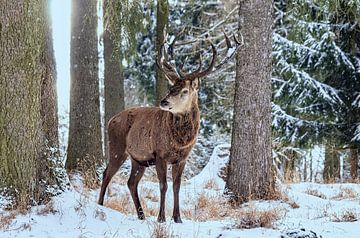 Mannelijk edelhert in het winterse bos van Ullrich Gnoth