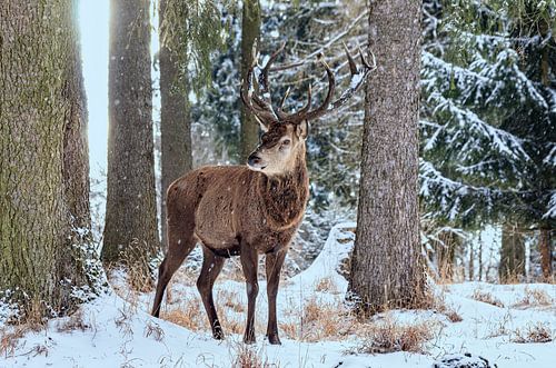 Cerf rouge mâle dans la forêt hivernale