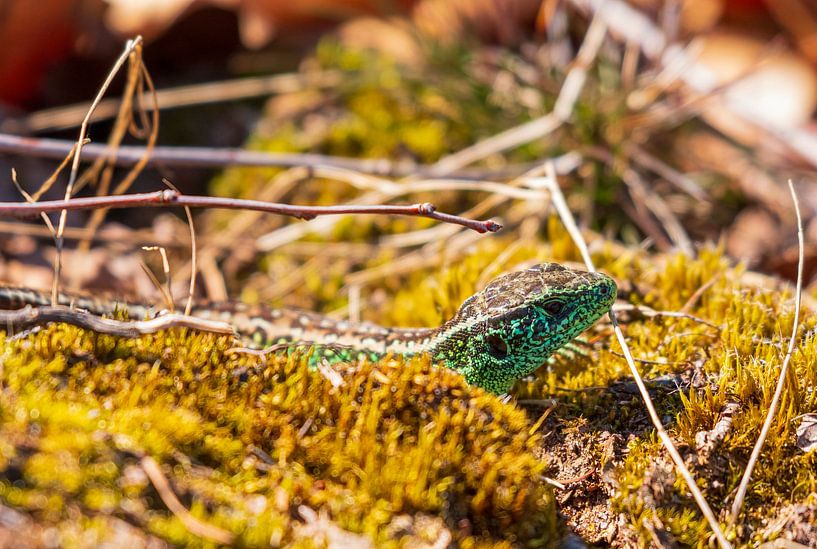 Lézard des sables dans la réserve naturelle &#039;t Leesten sur la Veluwe par Merijn Loch