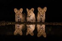 Drie welpen bij een meertje in de nacht
