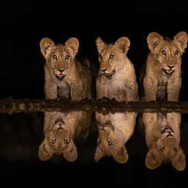 Three cubs by a lake at night by Peter van Dam