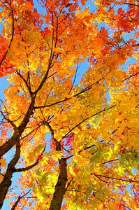 couleurs d'automne sur Corinne Welp