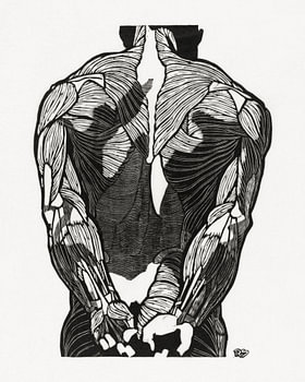 anatomie man met spieren, Reijer Stolk