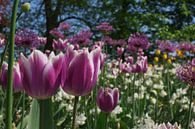 Niederländische rosa Tulpe auf dem Keukenhof in LIsse von Rob van Keulen Miniaturansicht