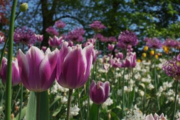 Dutch pink Tulip in the Keukenhof in LIsse van Rob van Keulen