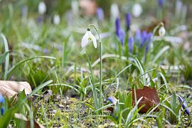 Schneeglöckchen auf einer Wiese mit  zarten Blütenblattern von Martin Köbsch