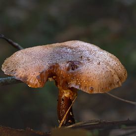 Mushroom growing on the forest floor with dewdrops glistening in the morning light by Kristof Leffelaer