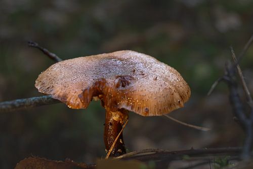 Paddenstoel die groeit op de bosbodem met dauwdruppels die glinsteren in het ochtendlicht