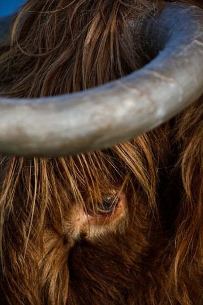 The Eye by Kim Jansen