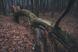 Fallen tree trunk by Vos Photography