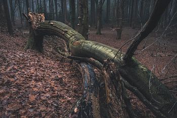 Fallen tree trunk