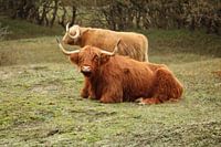 Schotse hooglander