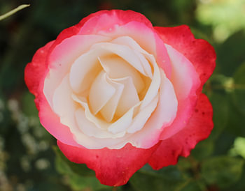 English theerose