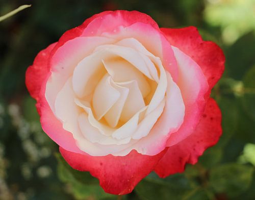 Engelse theeroos, simpel en mooi.