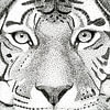Tigers, cheetahs and more
