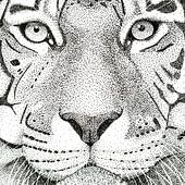 Tigers, cheetahs and more