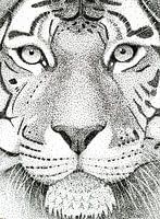 Portrait d'un tigre