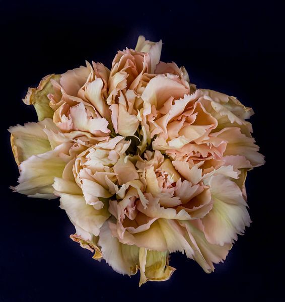 Fleur par Hennie Zeij