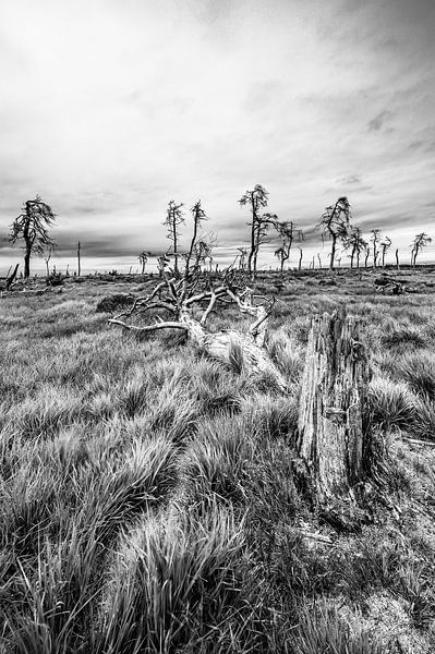 Le Noir Flohay von Peter Deschepper