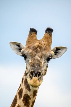 Anmutige Giraffe von Melanie van der Rijt