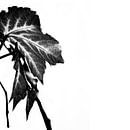 LEAVES MONOCHROM v7 van Pia Schneider thumbnail