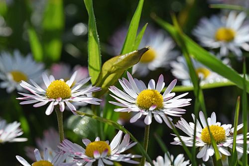 group of magrites are in bloom in the grass