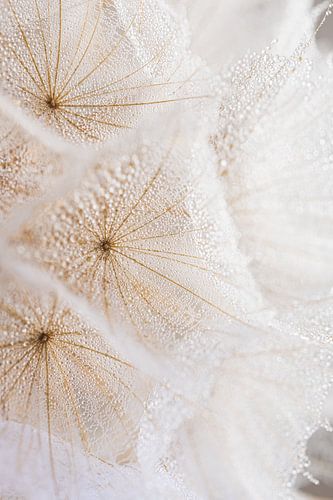 Natuurlijke rust: Druppeltjes op een klein stukje natuur