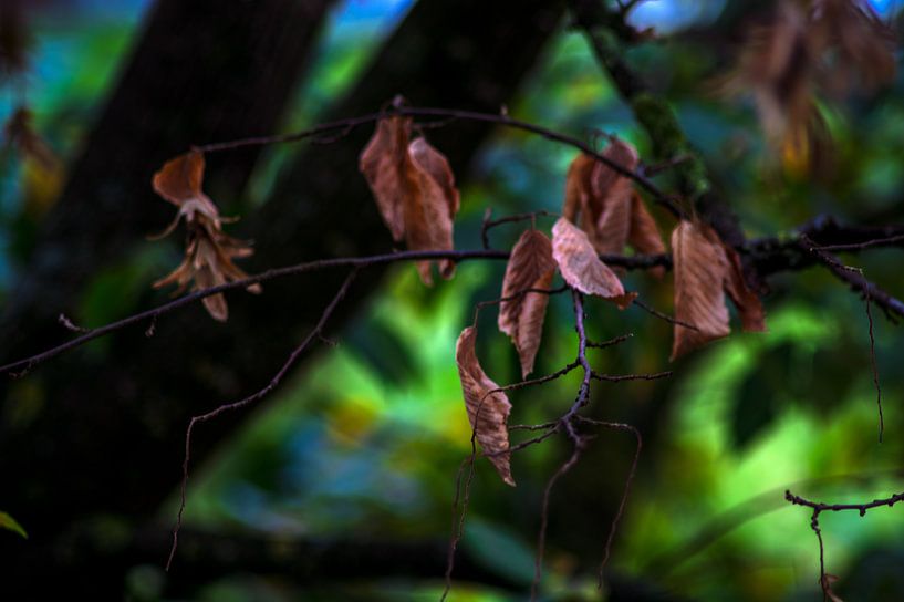 Concept autumn : Leaves by Photoart-Naegele
