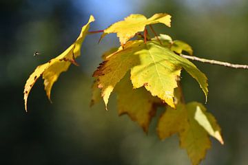Herfst geel / Autumn yellow